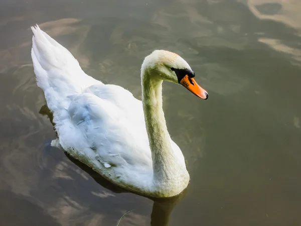 Los cisnes nadan en el estanque —  Fotos de Stock