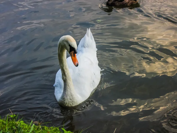 白鳥は池で泳ぐ — ストック写真