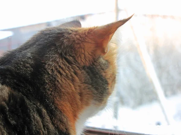 猫向窗外看 — 图库照片