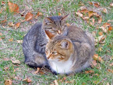 Çimlerin üzerinde iki kedi