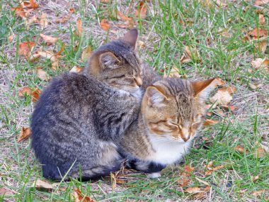 Çimlerin üzerinde iki kedi