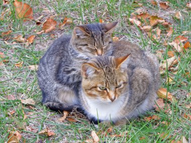 Çimlerin üzerinde iki kedi