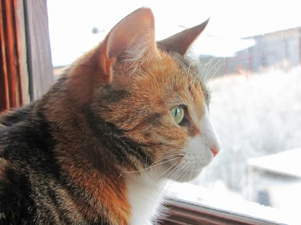 Γάτα που κοιτάζει έξω από το παράθυρο — Φωτογραφία Αρχείου