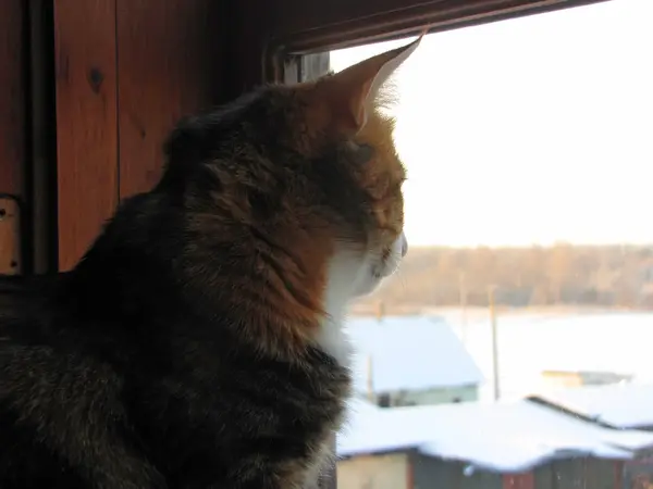 Γάτα που κοιτάζει έξω από το παράθυρο — Φωτογραφία Αρχείου