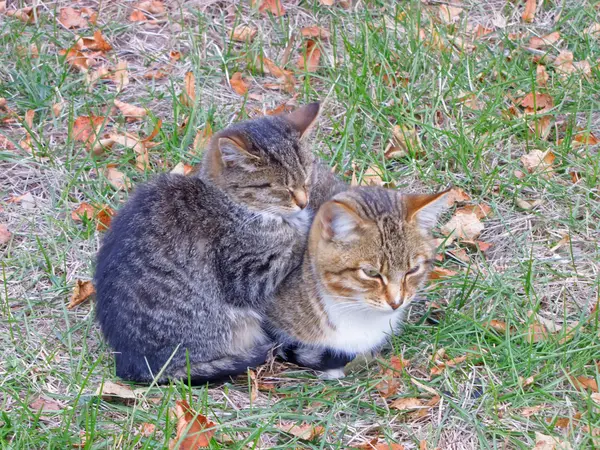 Dois gatos na grama — Fotografia de Stock
