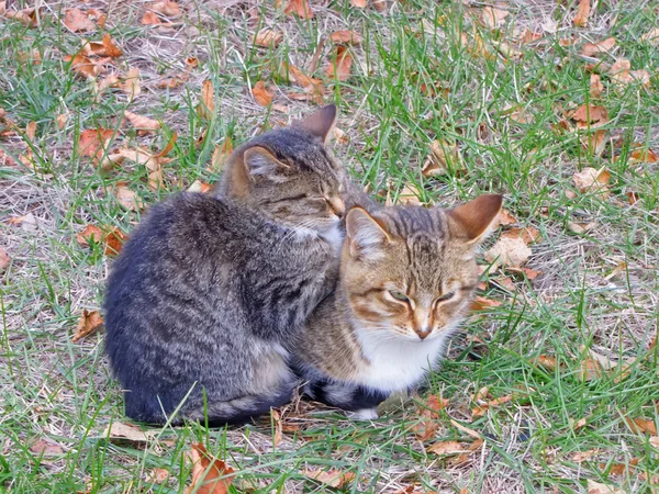 Twee katten op het gras — Stockfoto