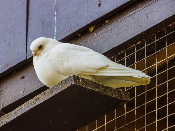 Duvor på en abborre — Stockfoto