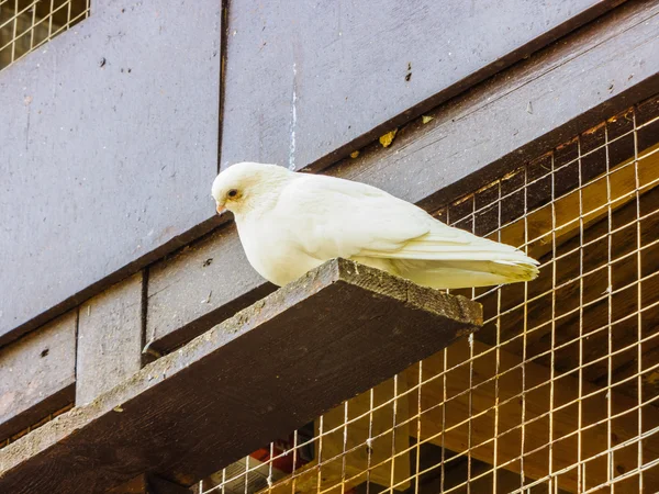 Pombos em um poleiro — Fotografia de Stock