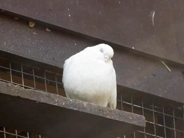 Duvor på en abborre — Stockfoto