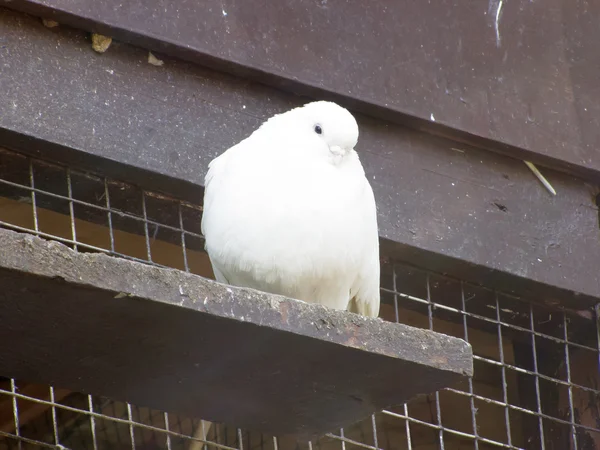 Palomas en una percha —  Fotos de Stock