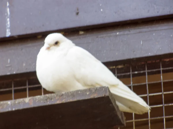 Duvor på en abborre — Stockfoto