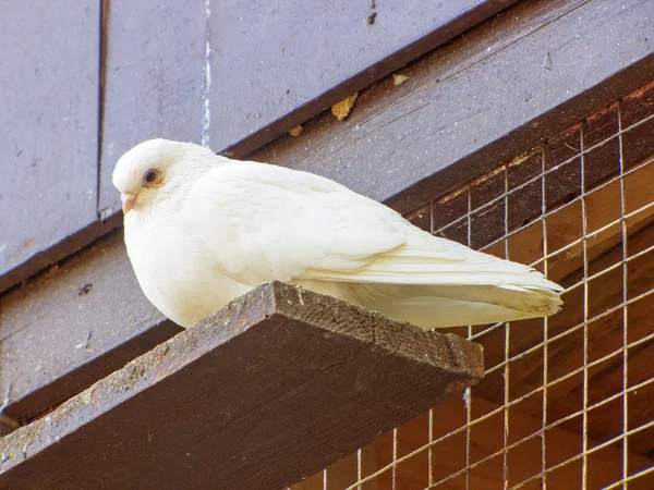 Duvor på en abborre — Stockfoto