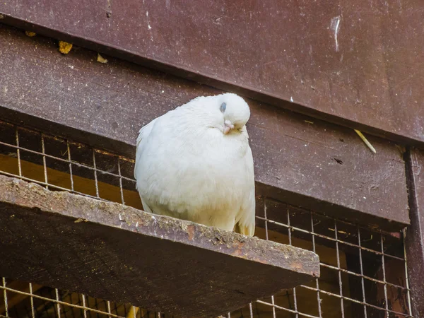 Duvor på en abborre — Stockfoto