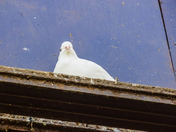 Palomas en una percha — Foto de Stock