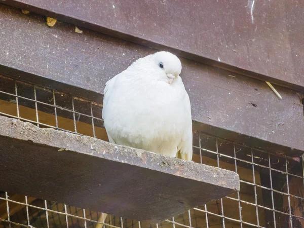 Duvor på en abborre — Stockfoto