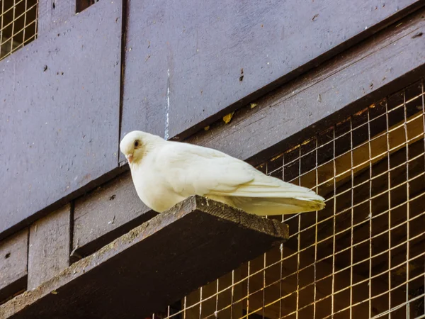 Pombos em um poleiro — Fotografia de Stock