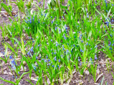 İlk mavi çiğdemler - bahar