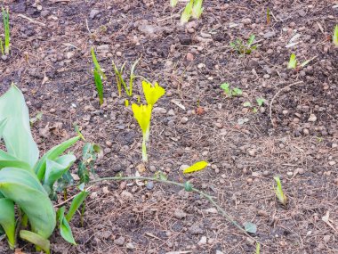 Bahar sarı Çiğdem