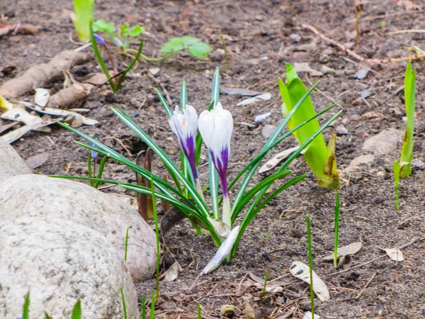 Les premières fleurs - printemps — Photo