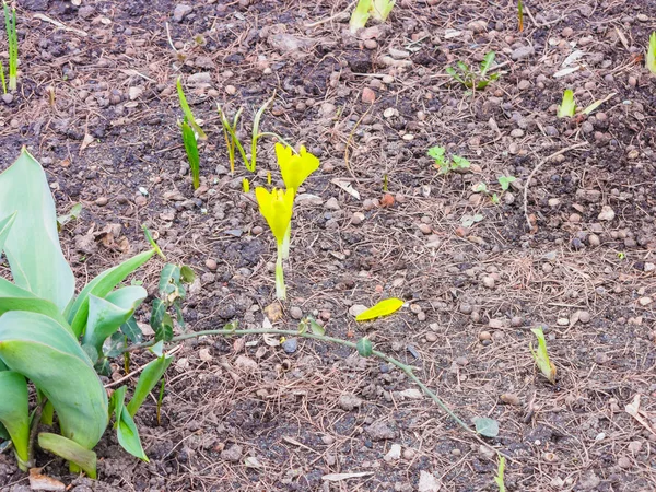 Весенний жёлтый крокус — стоковое фото