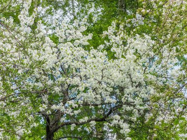 Çiçekler kuş kiraz bahar bahçe