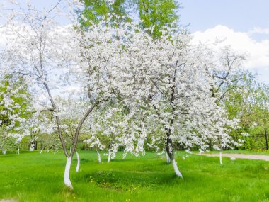 Çiçekler kuş kiraz bahar bahçe