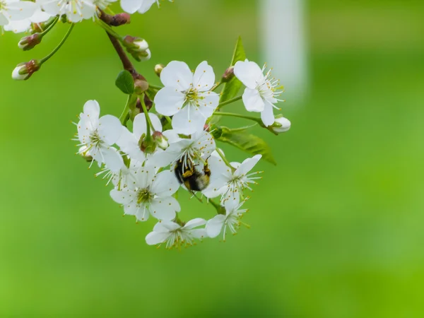 Hummel auf wilden Kirschblüten — Stockfoto