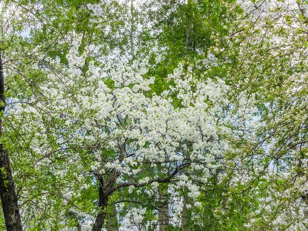 Цветы вишня в весеннем саду — стоковое фото