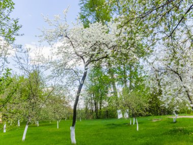 Çiçekler kuş kiraz bahar bahçe