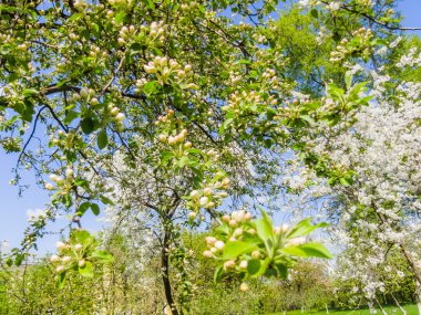 Çiçekler kuş kiraz bahar bahçe