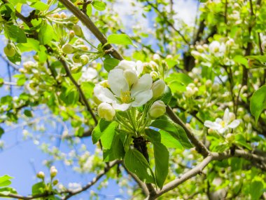 Çiçekler kuş kiraz bahar bahçe