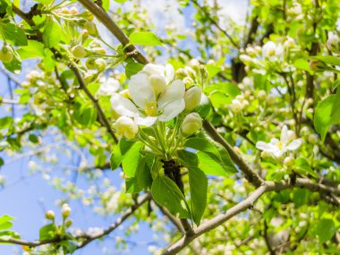 Çiçekler kuş kiraz bahar bahçe