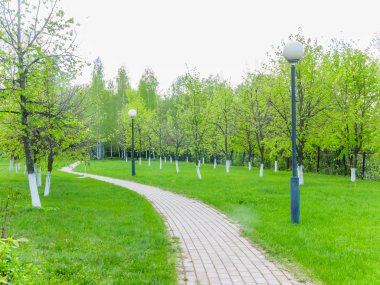 Çiçekler kuş kiraz bahar bahçe