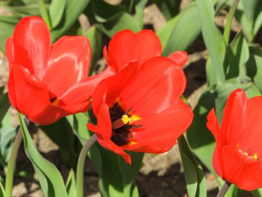 kırmızı lale pistil