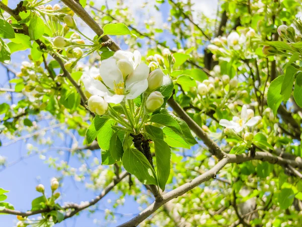 Flowers bird cherry in spring garden