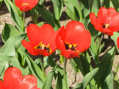 lale havaneli bir bahçe