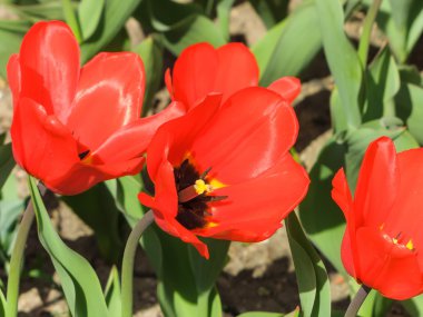 lale havaneli bir bahçe