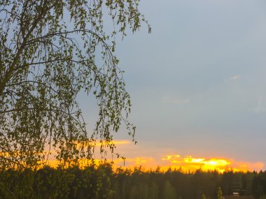 akşam günbatımı üzerinde orman