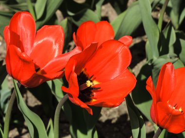 lale havaneli bir bahçe