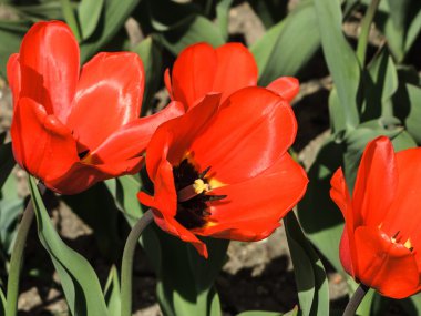 lale havaneli bir bahçe