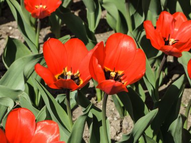 lale havaneli bir bahçe