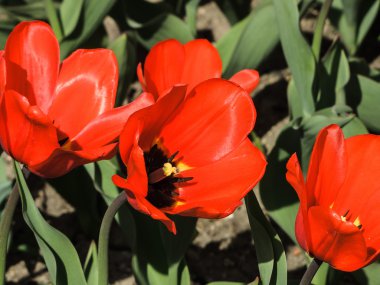 lale havaneli bir bahçe