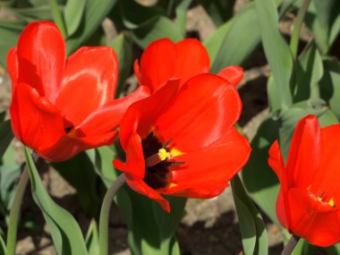 lale havaneli bir bahçe