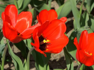 lale havaneli bir bahçe