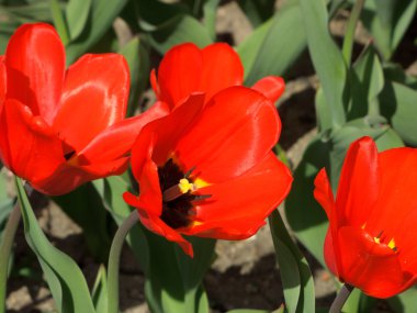 lale havaneli bir bahçe