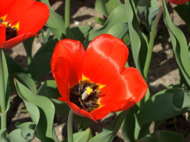 lale havaneli bir bahçe