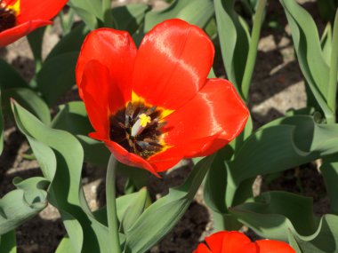 lale havaneli bir bahçe