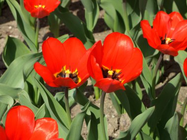 lale havaneli bir bahçe