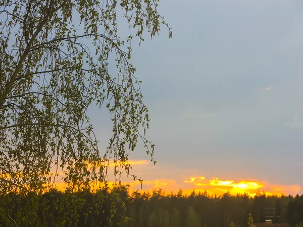 akşam günbatımı üzerinde orman