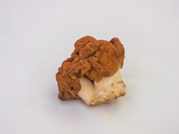 Morel on a white background — Stock Photo, Image